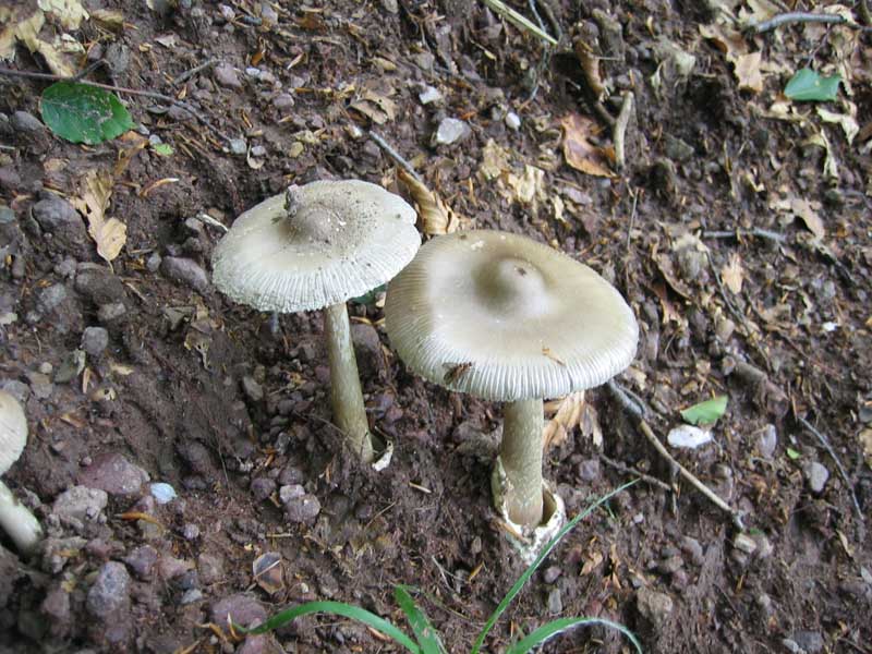 Amanita spadicea - C. Att. Marco Contu